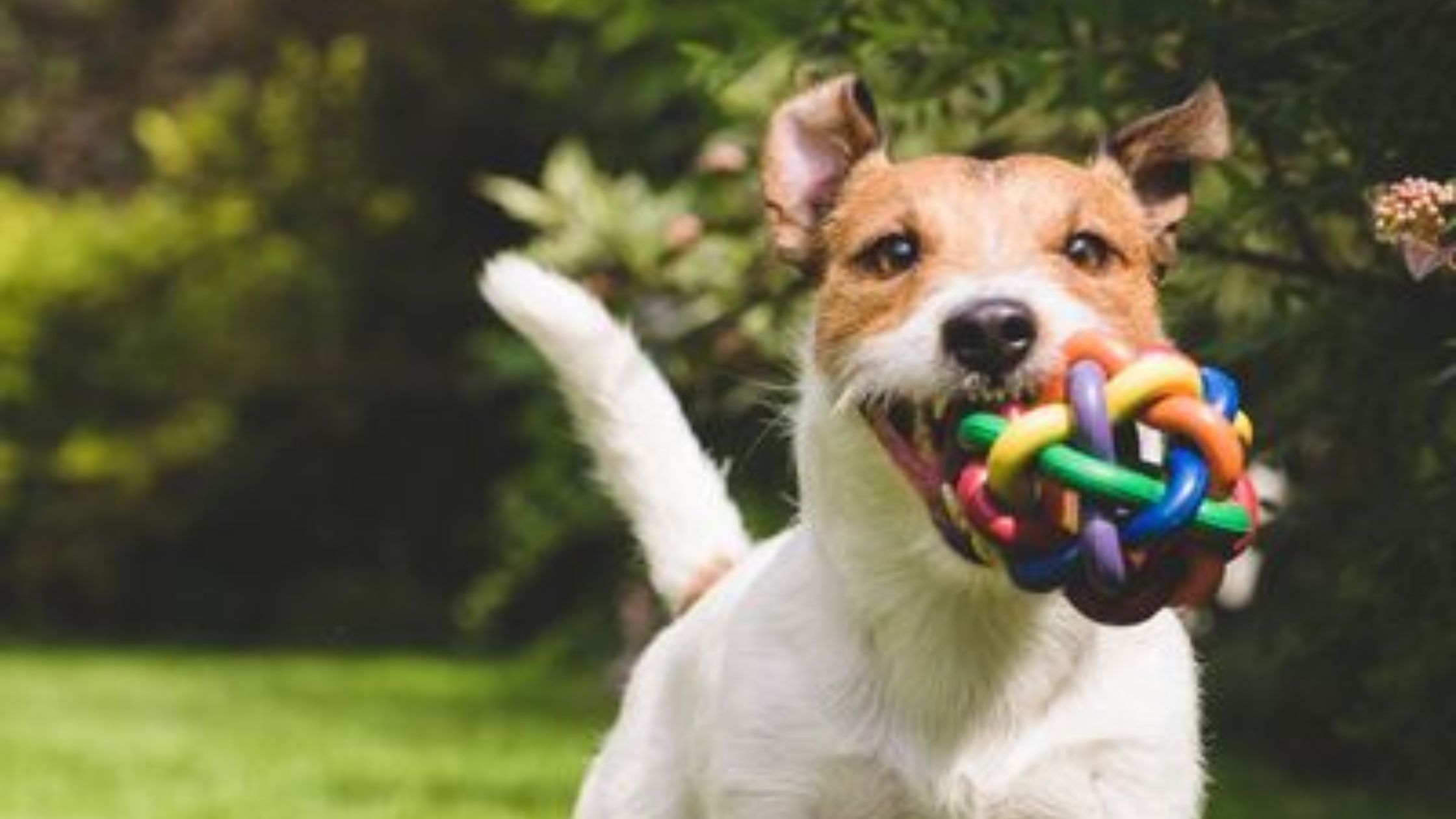 Professional Dog Walker In Hoboken, Nj